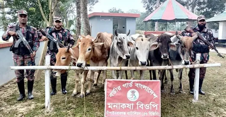 চাঁপাইনবাবগঞ্জ সীমান্তে ১৬ ভারতীয় গরু জব্দ