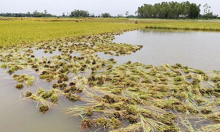 ভাসছে-ধান-ভাসছে-কৃষকের-স্বপ্ন-ধান-২০২২