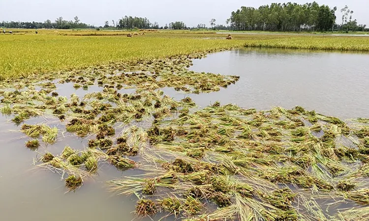 সুনামগঞ্জে তলিয়ে গেছে কৃষকের স্বপ্নের সোনালী ধান