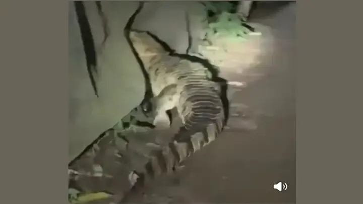 বন্দরে লোকালয়ে কুমির, আতঙ্কে এলাকাবাসী