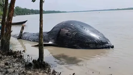 আন্দারমানিক নদীতে ভেসে এলো ৩০ ফুটের মৃত তিমি
