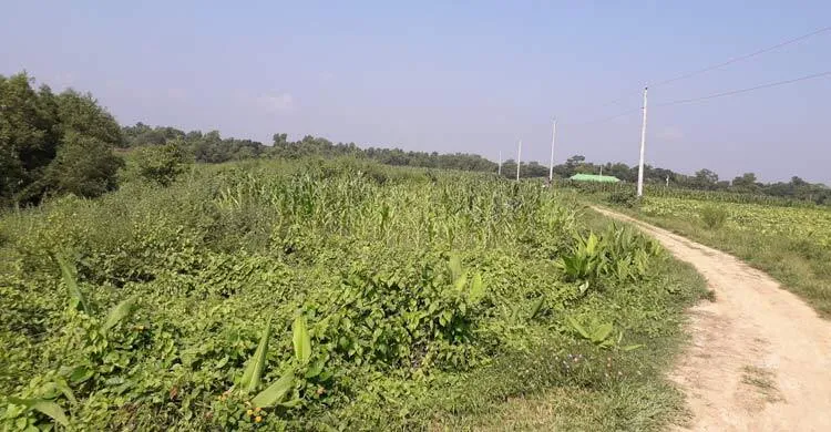 পুশইনের শঙ্কায় সীমান্তে পাহারায় গ্রামবাসী