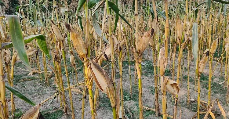 খরায় উত্তরাঞ্চলের কৃষকের বোবাকান্না