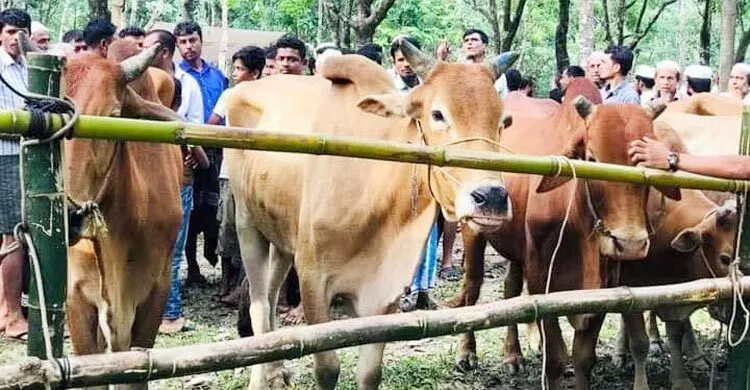 সীমান্তে বেড়েছে গরু চোরাচালান