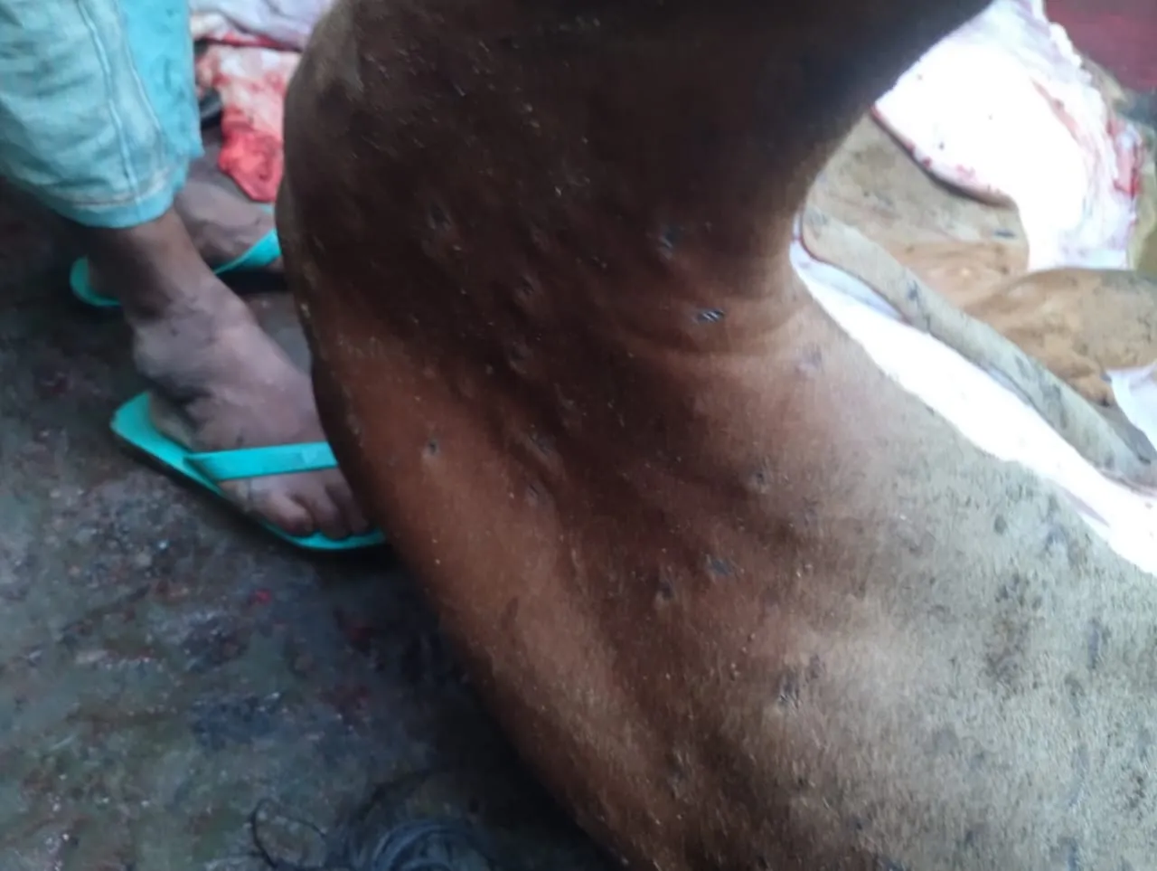 রংপুরে ল্যাম্পি স্কিন আক্রান্ত গরুর মাংস বিক্রির অভিযোগ