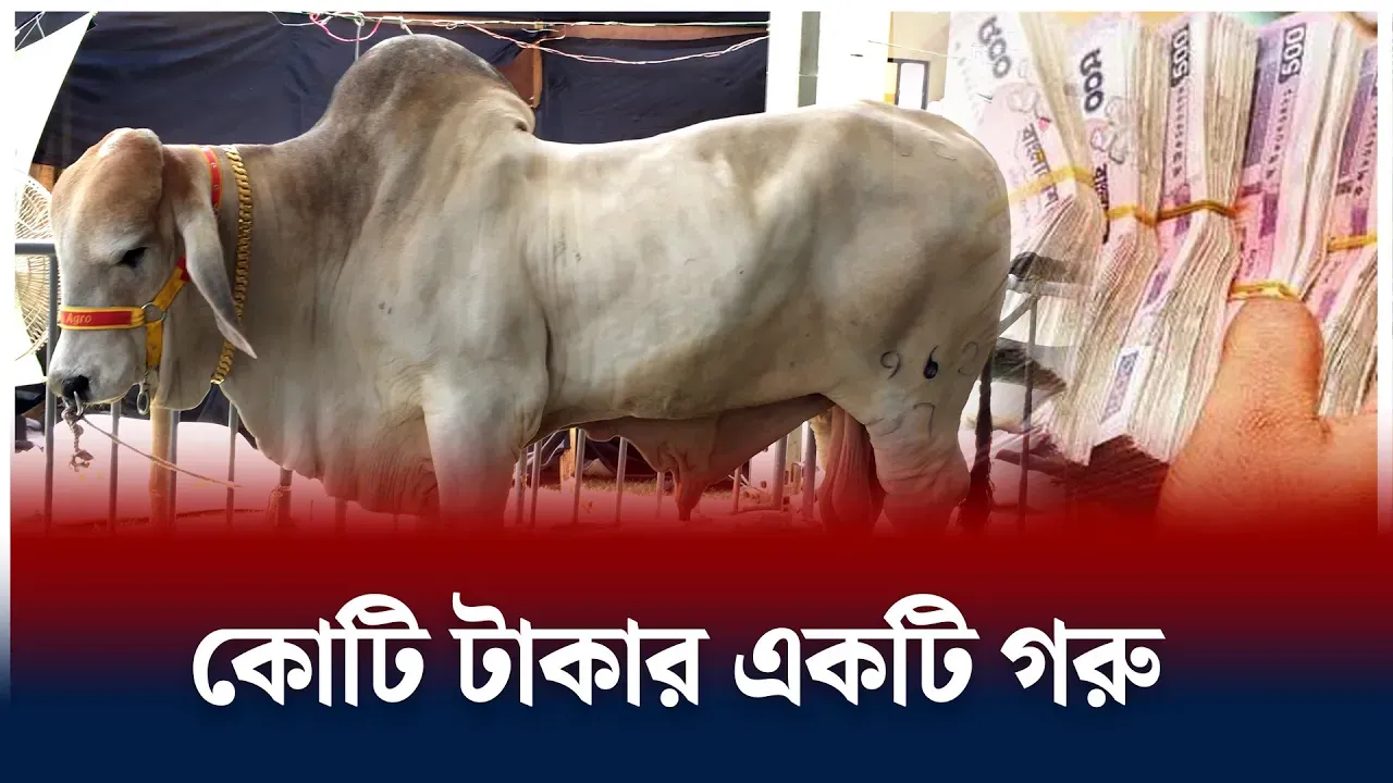 কোটি টাকার একটি গরু
