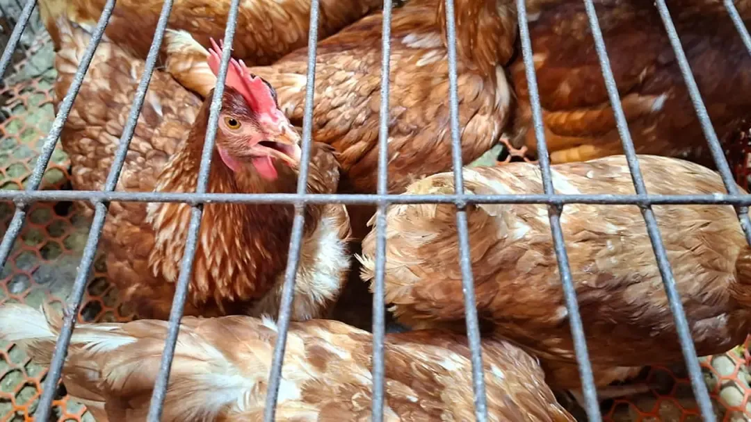 মুরগির বাজার চড়া, আগের দামেই বিক্রি হচ্ছে গরু-খাসি