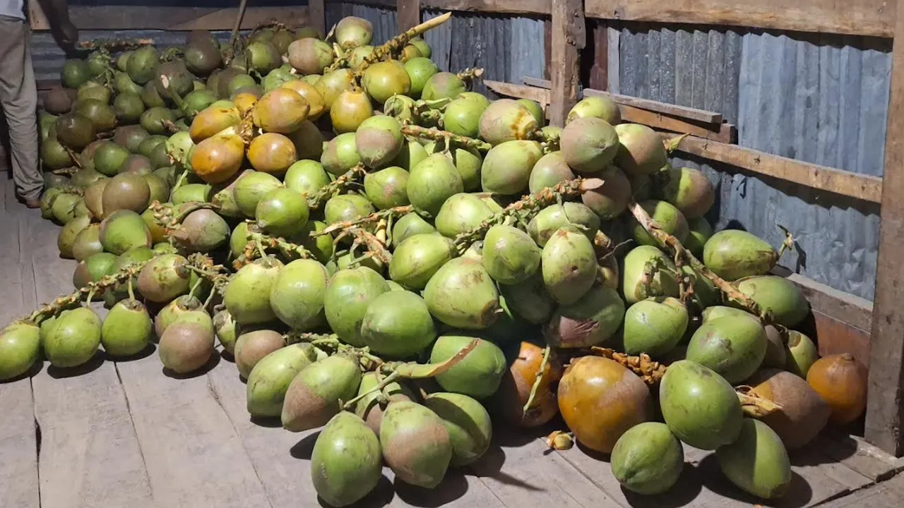 বরগুনায় ডাবের দাম উঠেছে ২২০ টাকা