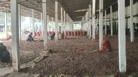 হিমাগারে রাখা ৭৭ হাজার টন আলু নিয়ে শঙ্কা