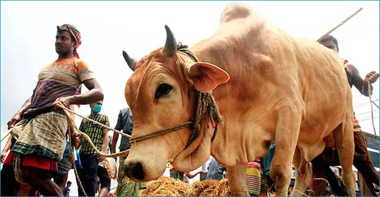 কোরবানিতে এক কোটি ৩০ লাখ গবাদিপশুর জোগান দেওয়া হবে: মন্ত্রী