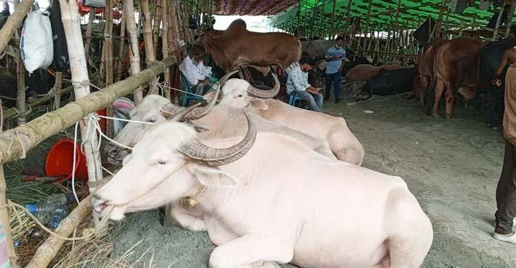 গাবতলী পশুর হাটে ক্রেতার অপেক্ষায় ব্যাপারীরা