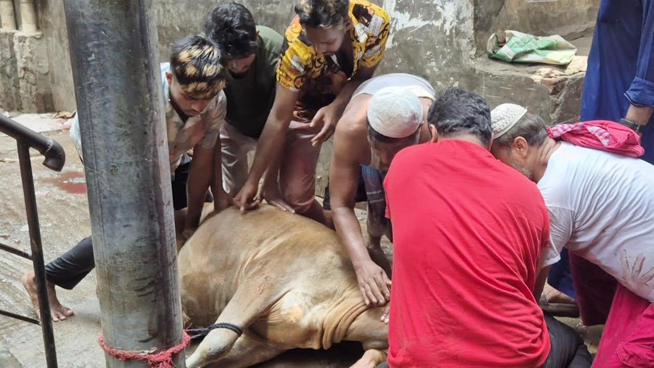 cow-20250608105701