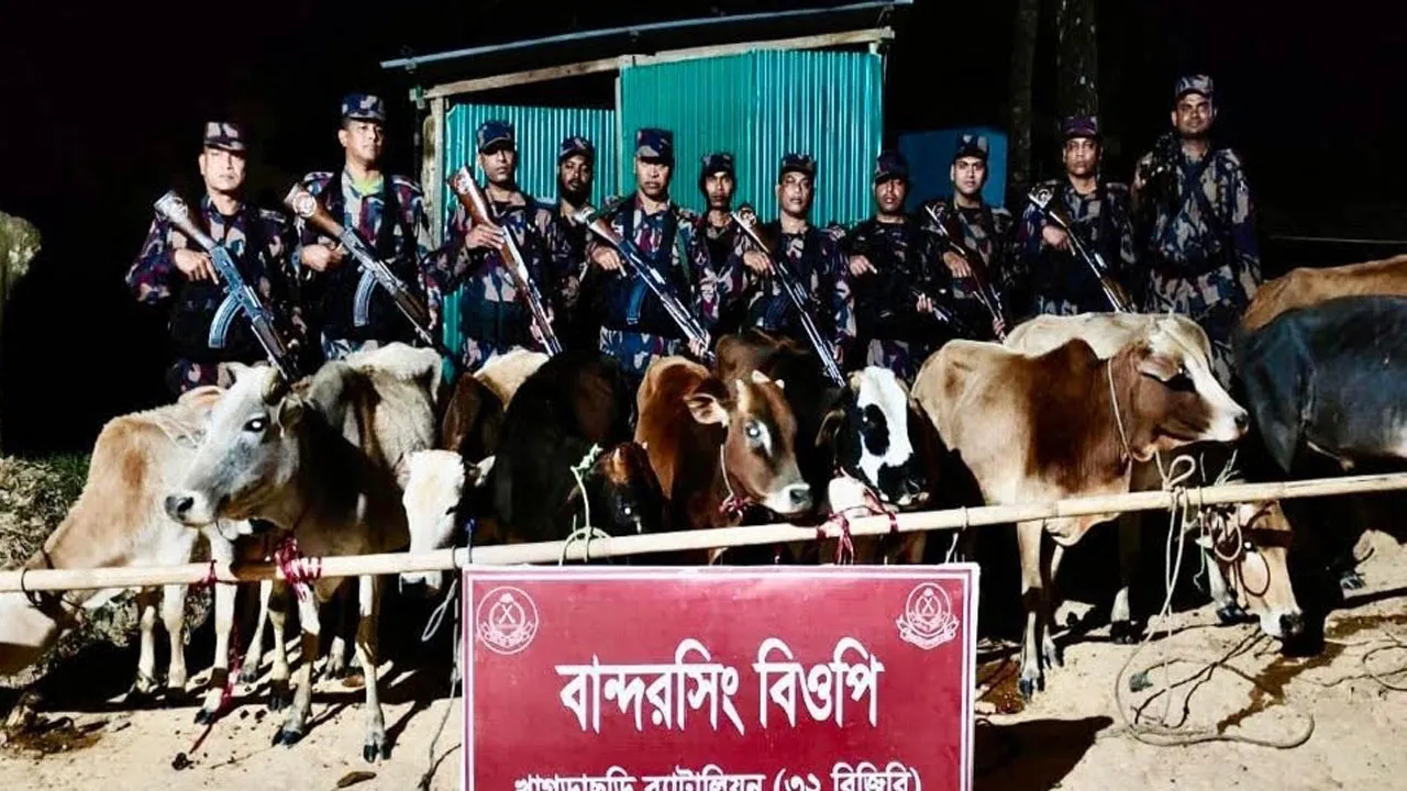 ভারত থেকে চোরাই পথে আনা ১২টি গরু জব্দ করেছে বিজিবি