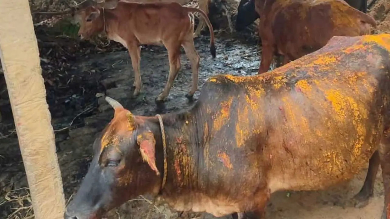 cow-20260724172708
