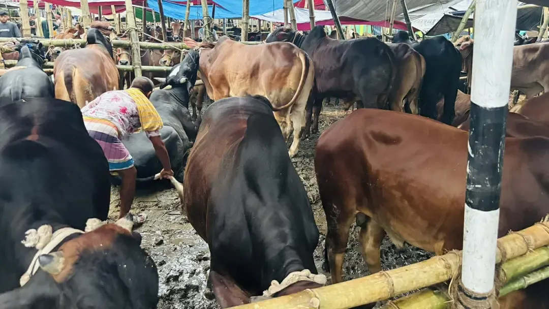 কাদামাখা হাটে কোরবানির পশু, ভোগান্তিতে ক্রেতা-বিক্রেতারা