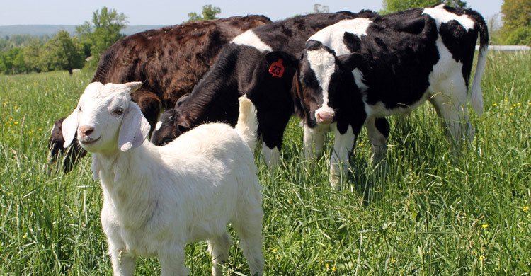 cow-and-goat-20250512111911