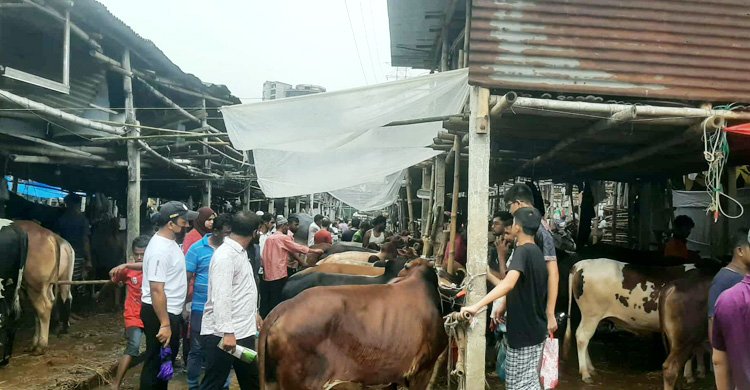 cow-hut-cover-20250605125314