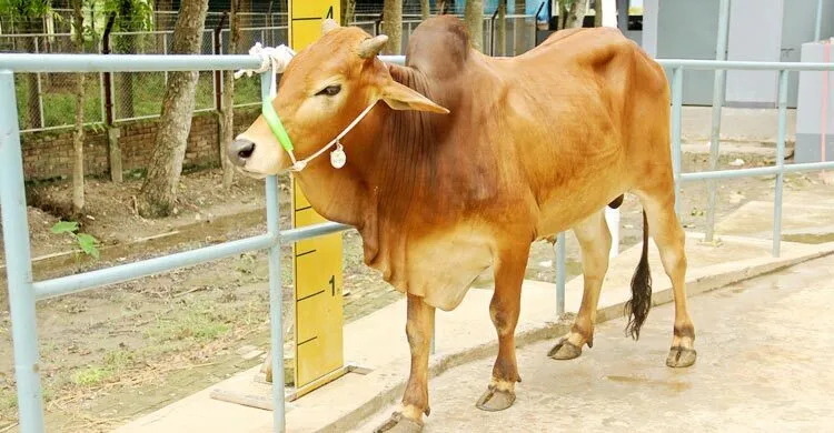 উপহার হিসেবে পাওয়া পশু কোরবানি করা যাবে কি?