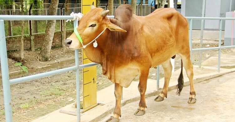 cow4-20250519102527