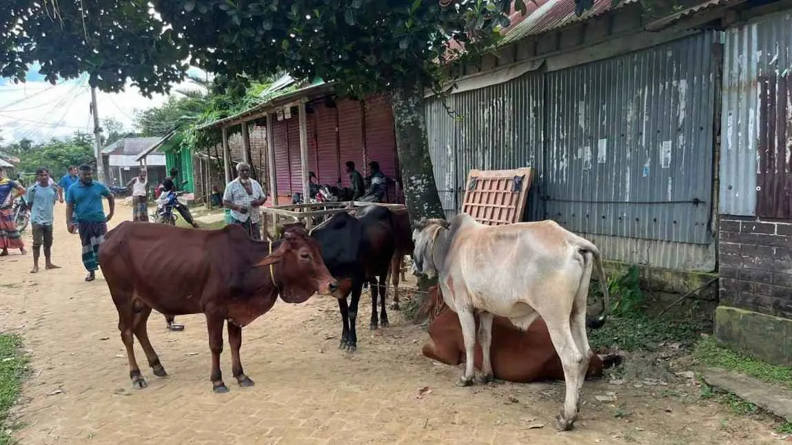 ধোবাউড়ায় ভারতীয় ৭ গরু আটক