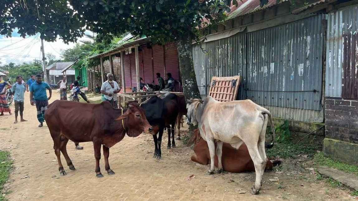 cow_20260829_185742032
