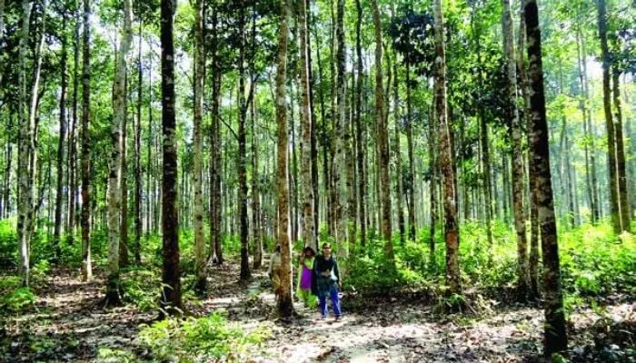 চকরিয়ায় বনদুস্যদের গুলিতে ৪ বনকর্মী আহত