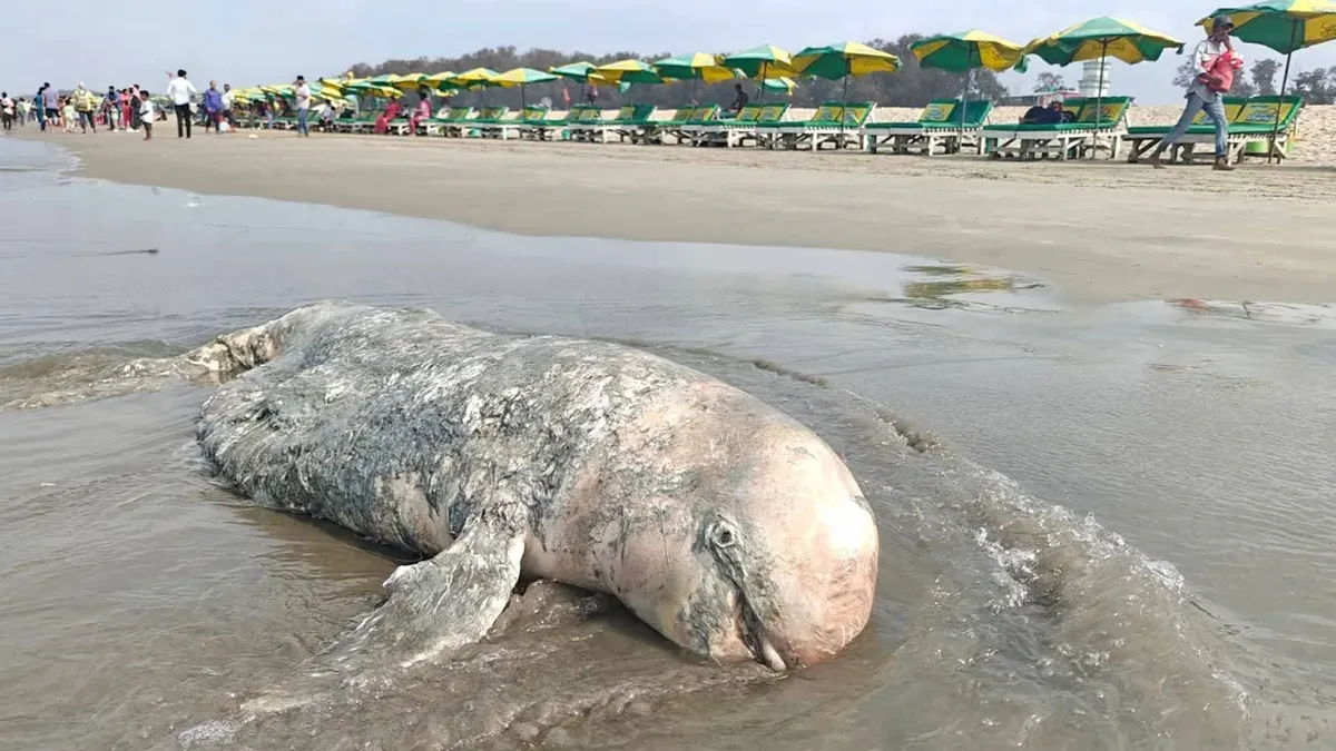 কক্সবাজার সৈকতে ভেসে এলো মৃত ডলফিন