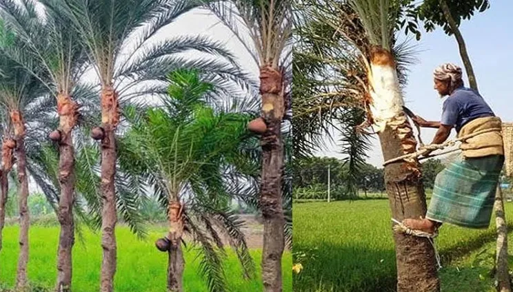 নিপাহ ভাইরাসে এক মৃত্যু, খেজুরের রস খেতে সতর্ক থাকার আহ্বান