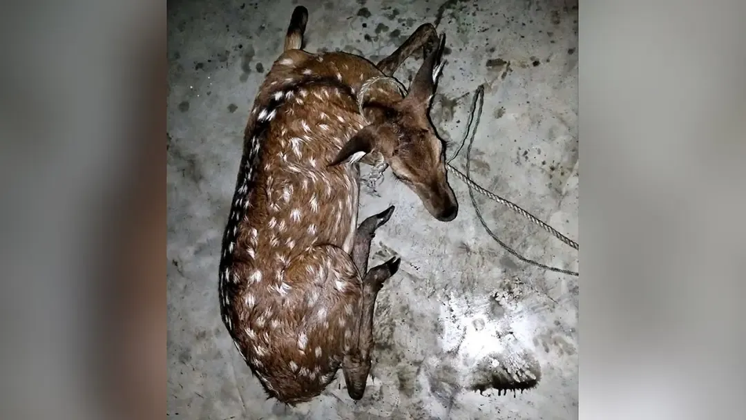 ভোলায় লোকালয় থেকে চিত্রা হরিণ উদ্ধার