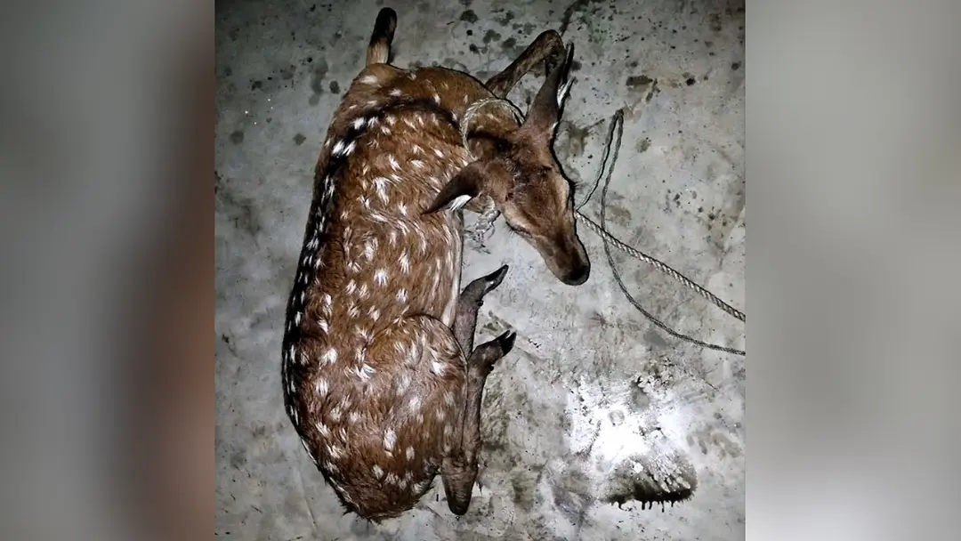 deer-resque-20260724164223