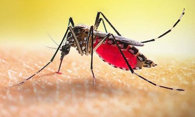 dengue-20231129175812