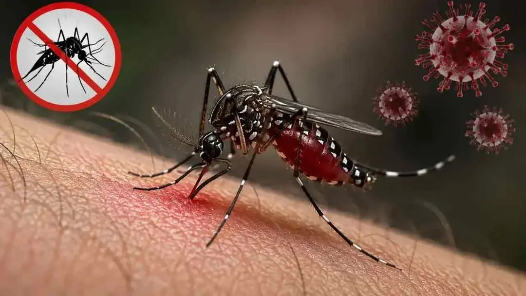 ডেঙ্গুতে মৃত্যু ৩০০ ছাড়াল