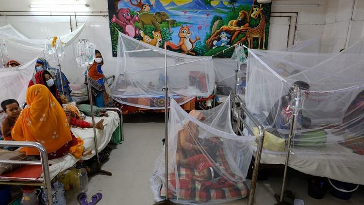 Dengue menace: 224 hospitalised in 24hrs