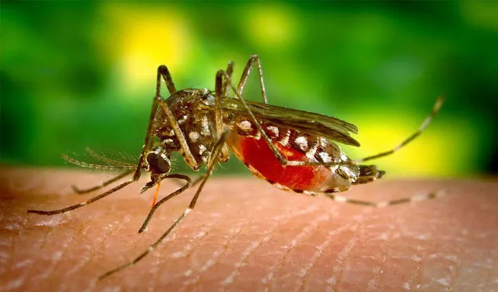 ডেঙ্গুতে ২ জনের মৃত্যু, হাসপাতালে ভর্তি ৩৩০