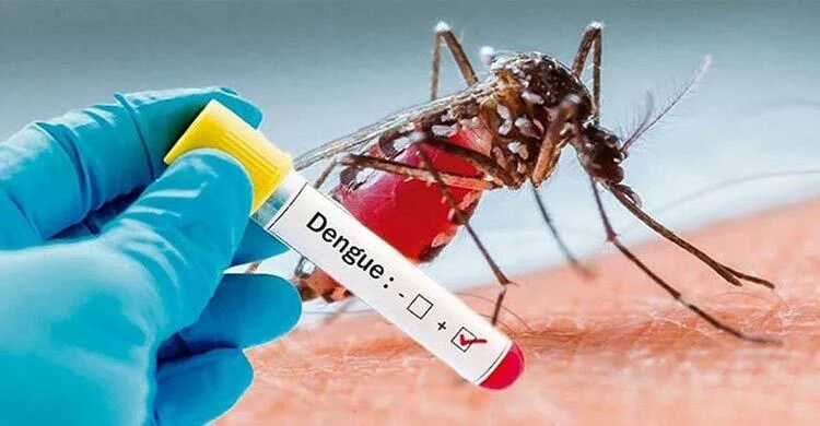 dengue-w-20241005142309