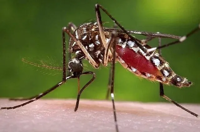 Don’t lose time if infected with dengue