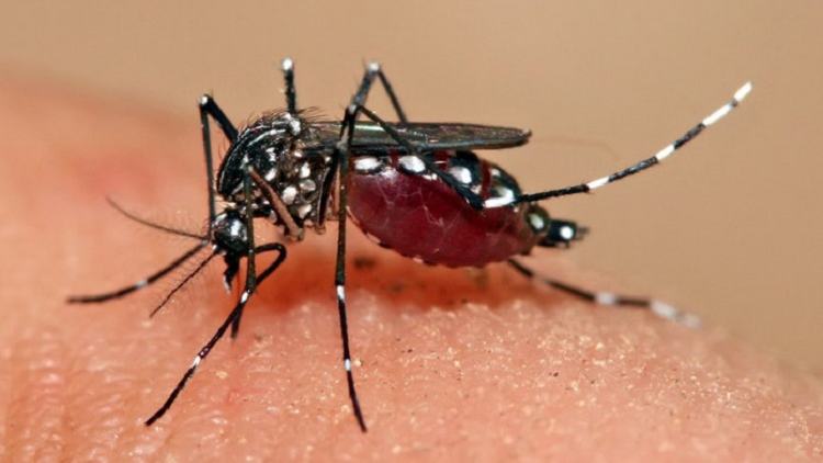 Dengue menace: 3 die, 760 hospitalised in 24hrs