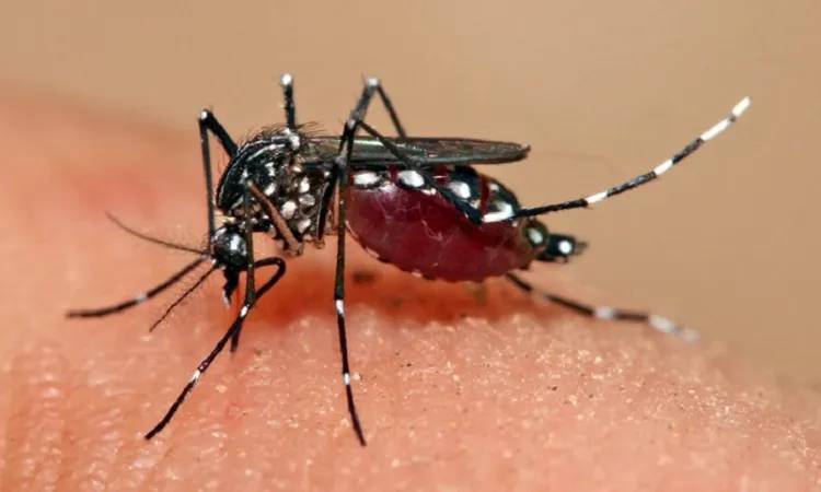 Dengue menace: 3 die, 760 hospitalised in 24hrs