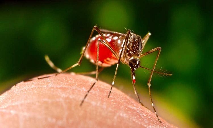 Authorities are not effective in controlling dengue: Doctors and Experts