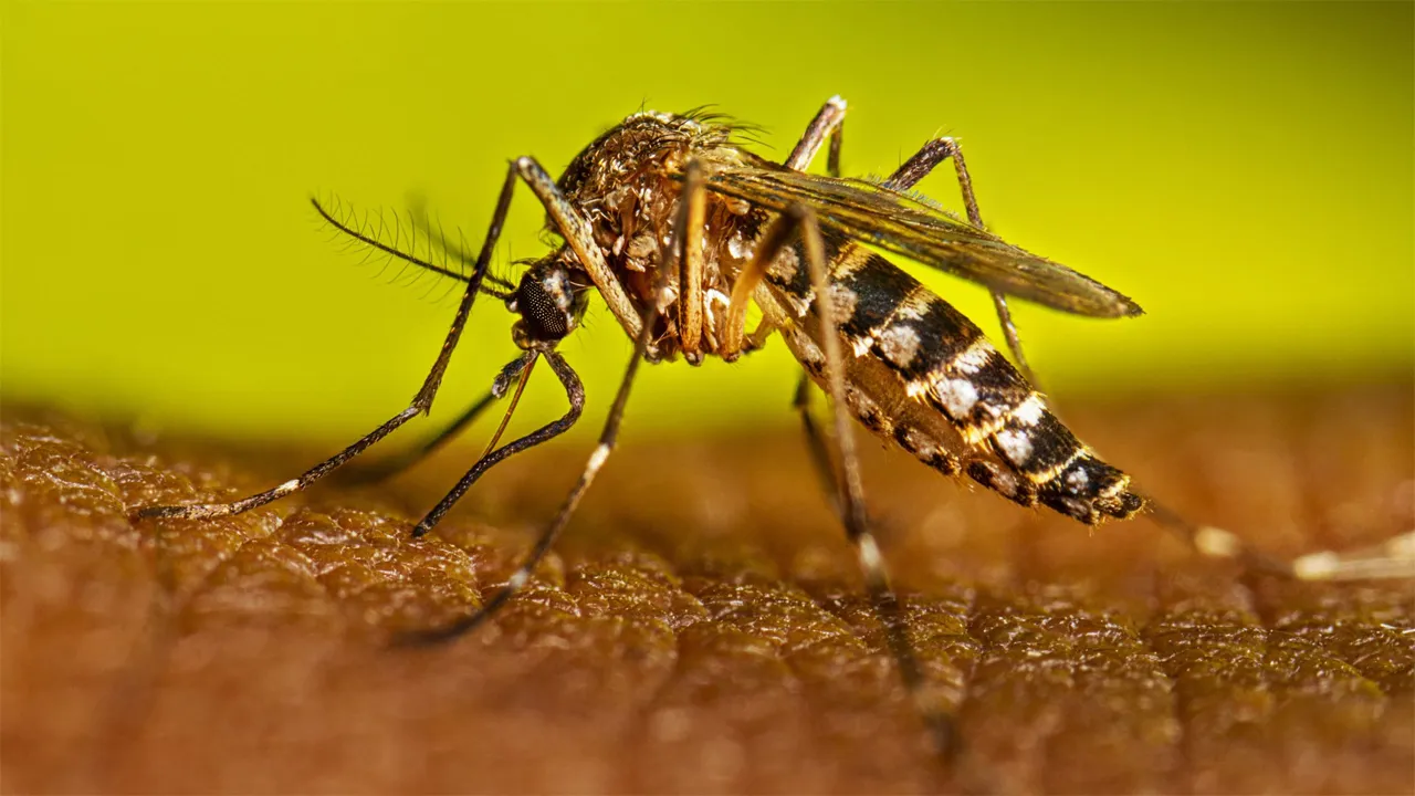 Five dengue patients die, 490 fresh cases detected overnight