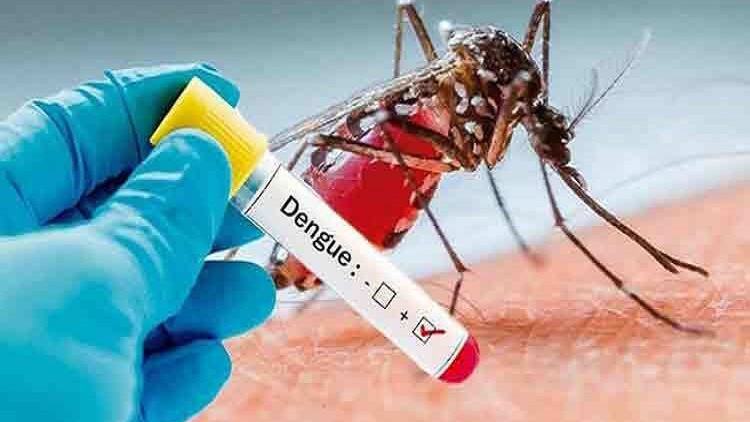 Dengue: 77 more dengue patients hospitalised in 24hrs