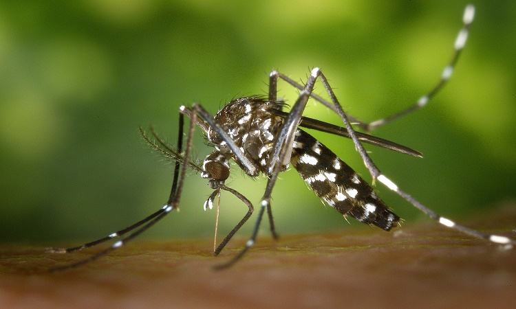 Dengue menace: 29 die in five days, 3 in 24hrs, 908 hospitalised