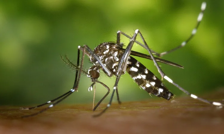 Dengue menace: 29 die in five days, 3 in 24hrs, 908 hospitalised