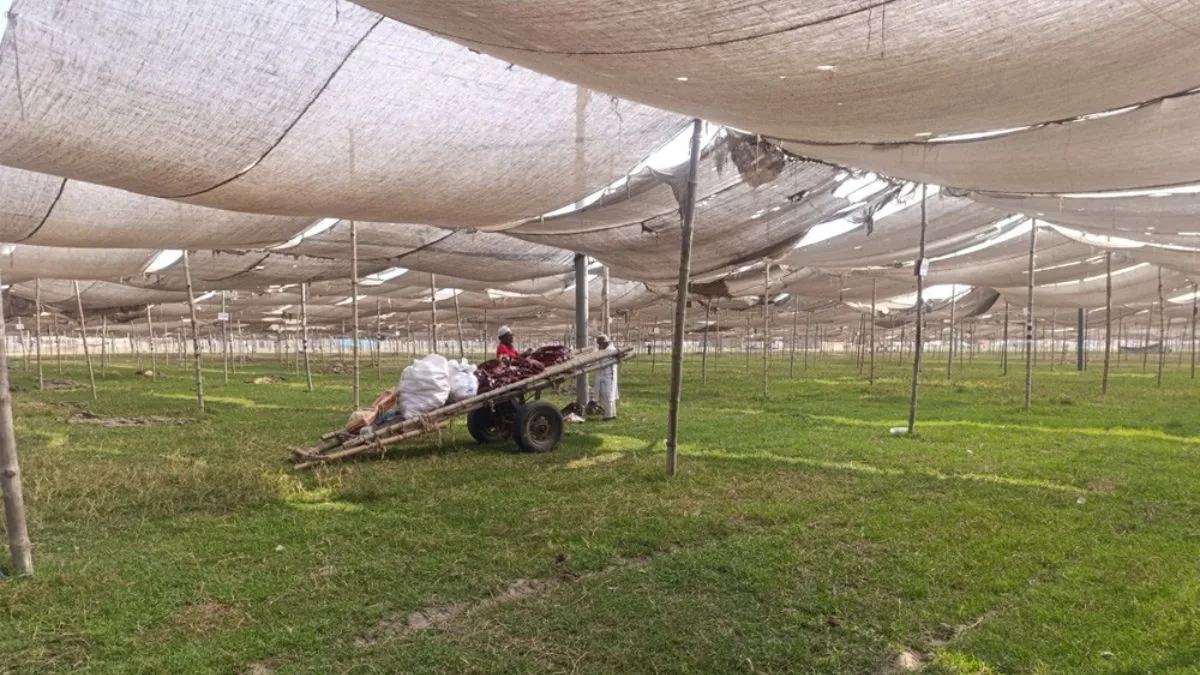 ইজতেমা মাঠে জুবায়েরপন্থিদের প্যান্ডেল খুলে ফেলা হচ্ছে