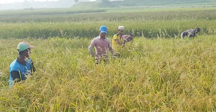 হাওরে ভারী বৃষ্টির পূর্বাভাস, কৃষকদের জন্য ৮ পরামর্শ