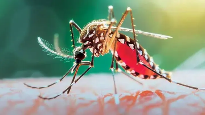 ডেঙ্গুতে আরও ৭ জনের মৃত্যু