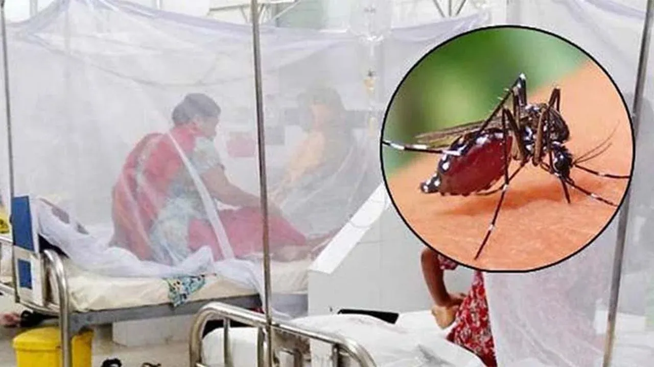 ডেঙ্গুতে এক মাসে মৃত্যু ৩৬, আক্রান্ত ৯ হাজারের বেশি