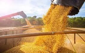 কৃষ্ণ সাগর চুক্তি বাতিলের পর বিশ্বব্যাপী খাদ্যের দাম বেড়েছে: এফএও