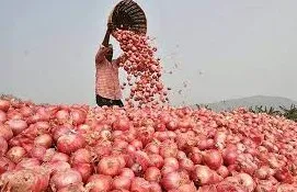 আমদানি ঘোষণার একরাতেই কমল পেঁয়াজের ঝাঁজ