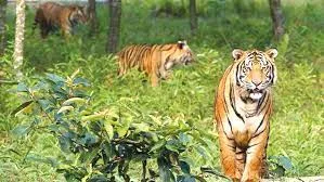 সুন্দরবনে বাঘ আছে ১১৪ টি : সংসদে পরিবেশমন্ত্রী